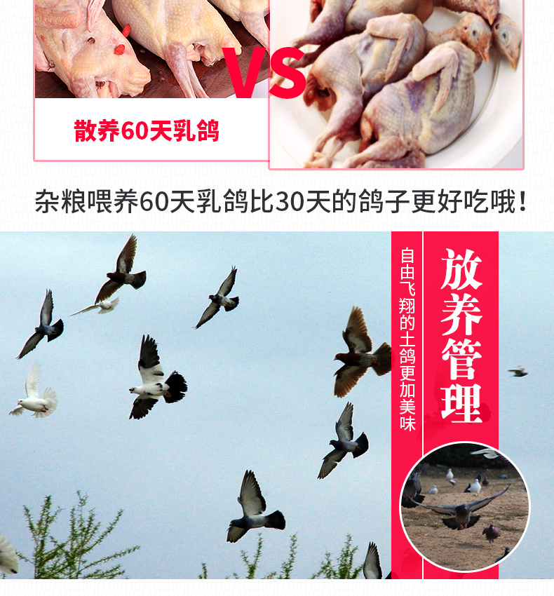 守绿 农家散养土乳鸽 3只/2斤 生鲜现杀 图6