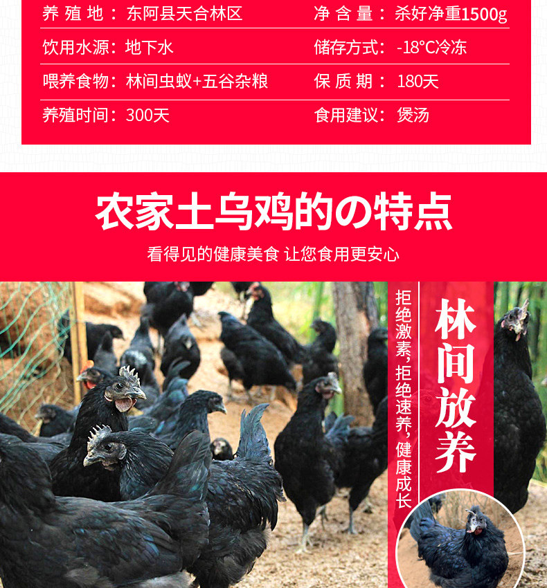守绿 农家散养大号乌鸡 单只3斤以上 图3