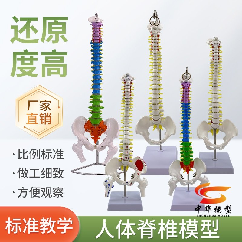自然大脊椎 1：1比例人体脊柱带骨盆椎间盘神经颈椎腰椎胸椎模型