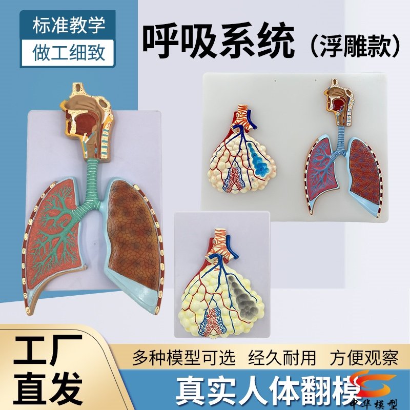 人体呼吸系统解剖模型 肺解剖呼吸系统浮雕模型 肺泡放大解剖模型