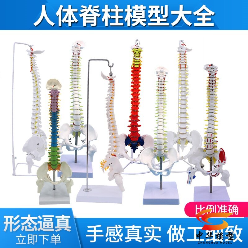 人体脊柱模型80CM成人1：1比例自然大脊椎模型带颈椎胸椎尾椎盆骨