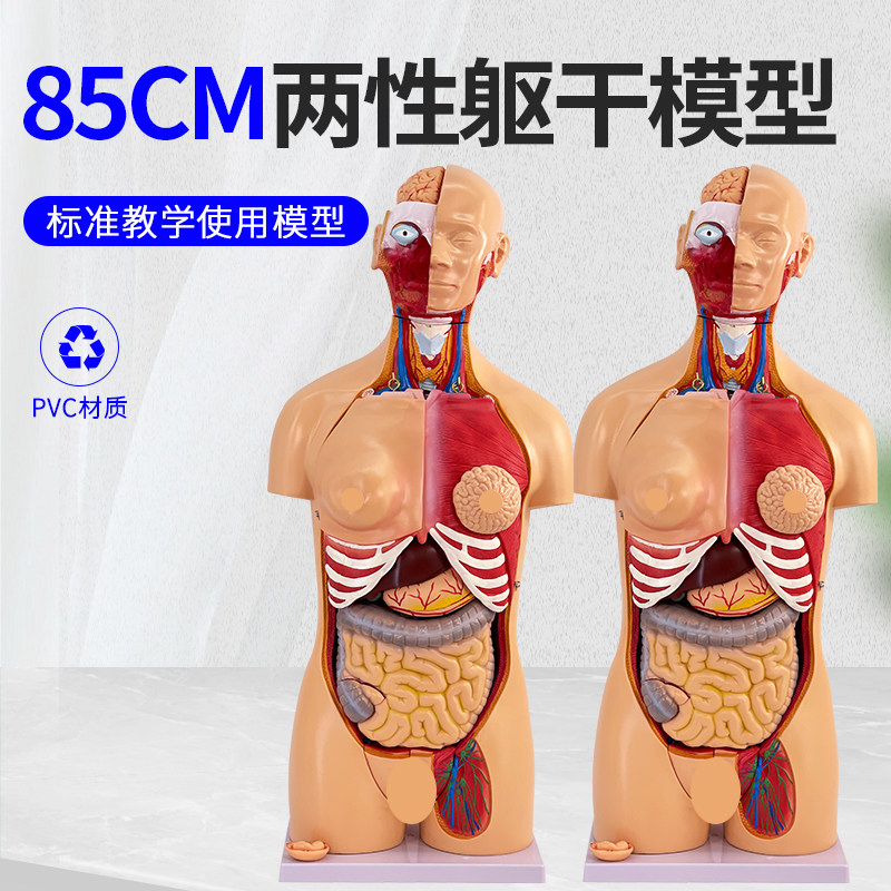 85CM两性躯干解剖模型 可拆分为40件 医学用人体解剖 躯干模型