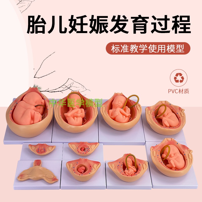 怀孕十月胚胎发育过程模型自然大妊娠科教14岁以上中华品牌10件套