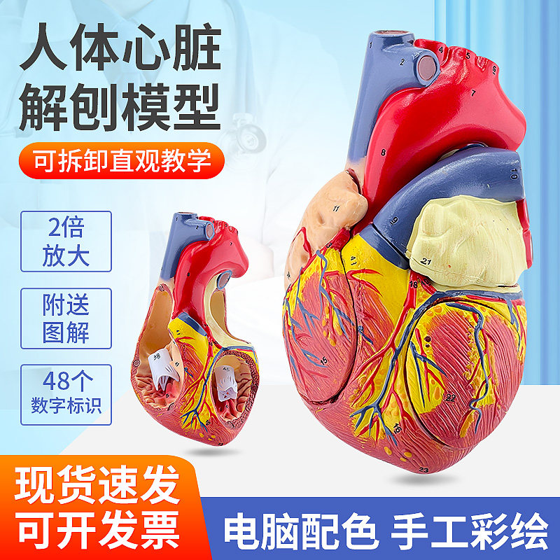 人体心脏解剖模型 彩超心脏标本 心脏模型 心脏结构模型 放大2倍