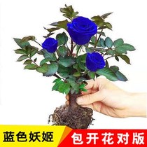 Blue Demon Ji Flower Seedlings Blue Demon Ji Potted Plants with Buds Indoor Green Planting Four Seasons Plants Flowers Good for Watching