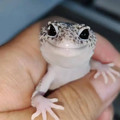 熹萌爬宠