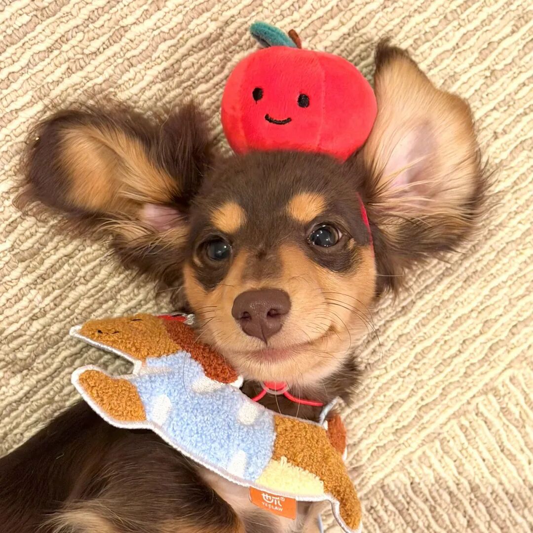 小橘的店 PET