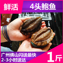 Wild live Abalone (4 heads) catty water loss rate of 8% Fujian live Big Abalone seafood live Dalian Abalone