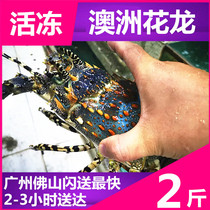 (Live Frozen Australian Big Flower Dragon) Living to freeze 1 catty of 2 catties of 3 catty Optional High-end Deep-sea Aquatic Flowers Lobster