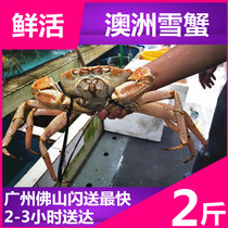 (Advance order)Australian wild live snow crab 2 catty long-legged crab King crab Emperor crab seafood aquatic products