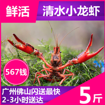 Province (fresh water crayfish 5kg) 4567 money 5kg breeding Jiangsu shrimp green shrimp Red