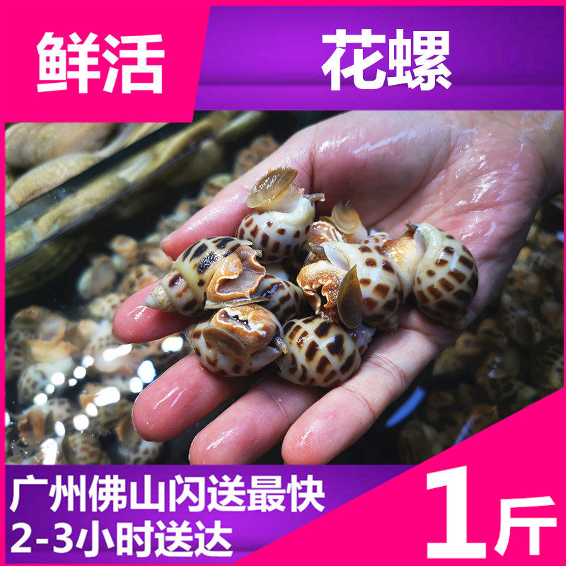 Fresh conch seafood aquatic products Hainan flower snail about 500g seafood Dongfeng snail fresh mud Shell Shell