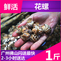 Fresh conch seafood Aquatic products Hainan flower conch about 500g seafood Dongfeng conch fresh mud conch shell