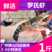 Live seafood Roche shrimp River shrimp sea shrimp Prawn prawn prawn shrimp lobster Live shrimp big head shrimp Marsh shrimp Edible aquatic products