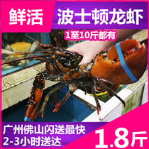Close to 2 pounds (1 8 pounds)live Boston lobster Big lobster Australian lobster package live aquatic products Seafood