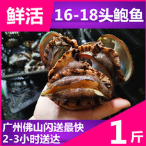 Wild live abalone (16-18 head) pounds of water loss rate of 8% Fujian abalone fresh seafood 500g