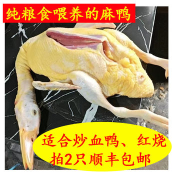 Fresh hunan farmhouse free range millet duck