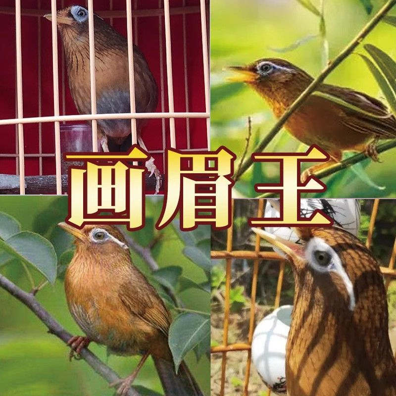 ツグミキング手作りツグミ鳥の餌ツグミ鳥の餌歌う鳥ホッパー鳥の餌性的強さと肥育を強化する特別な餌500グラム