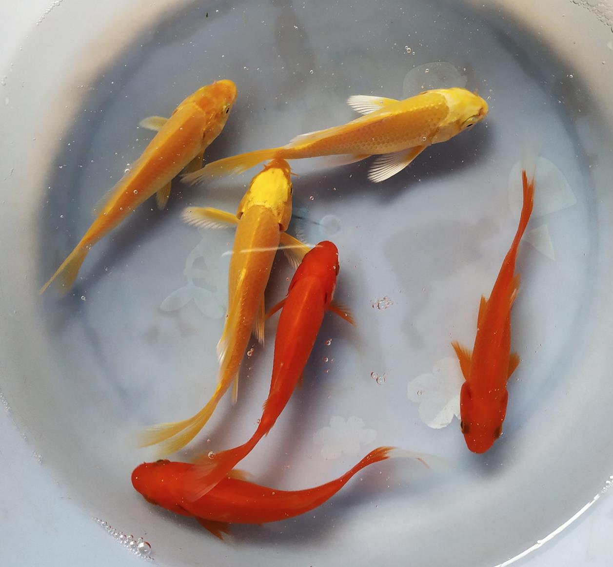 小魚活體飼料魚好養易活魚鬥魚金魚觀賞魚招財魚好養中小型好看 小魚活體飼料魚好養易活魚鬥魚金魚觀賞魚招財魚好養中小型好看