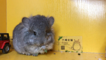  Aunt Chinchilla living long-haired Chinchilla carrying long-haired Chinchilla long-haired Chinchilla standard Gray brother 3800