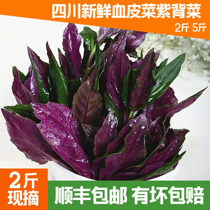 Purple back vegetable Sichuan purple back sunflower blood skin vegetable fresh Guanyin vegetable tender leaves 2 catties pack SF