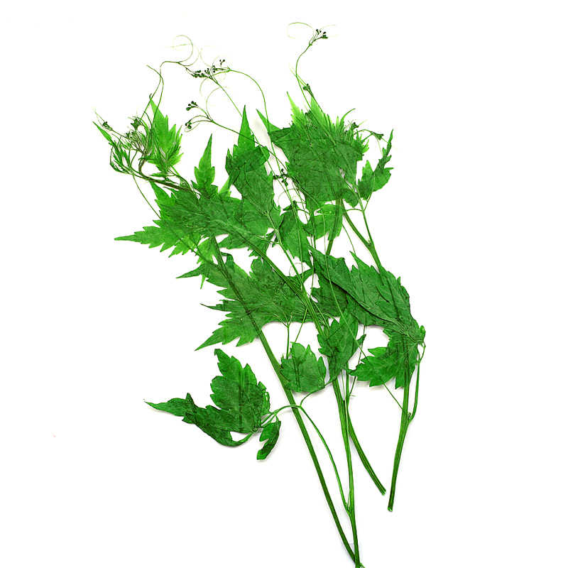 風船葛倒地鈴乾燥花壓花押花畫植物標本相簿畫框手工滴膠diy材料