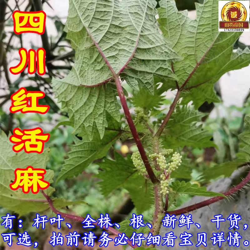 新鲜红活麻根,四川红荨麻草包邮,红禾麻种子,让你轻松拥有绿色生活🌿!-花卉林木种子-淘宝百科网