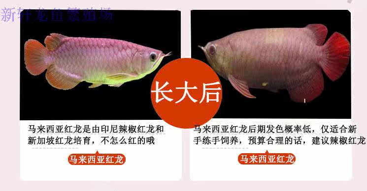 印尼帝王辣椒超血紫艳红龙野生赤血纯种红龙金头过背金龙鱼苗活体 新品抢鲜 印尼 鱼苗 活体 艳红 纯种途虎网