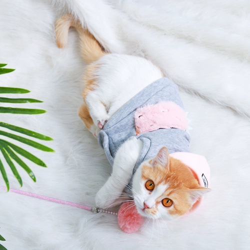 Одежда домашней кошки ремесленника, британская короткая красивая короткая оранжевая кошка кот тепло и густое осенняя сиамская кошка осень