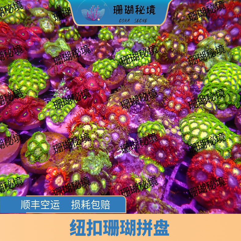 黑苏拉威西那HG本生物LPS金圣杯仙珊瑚火柴绿海水荧光头软体沙巴