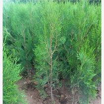 Afforestation on barren hills hinoki cedar arborvitae saplings pagoda cypress pagoda pine evergreen greening in the cemetery cypress saplings