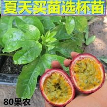 Purple star passion fruit seedlings Brazilian passion fruit seedlings Vine