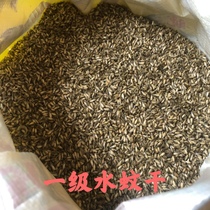 Water Mosquito Dry Thrush Sixi Bird Food Feed Insect-Eating Insect-Enhancing Bodybuilding Super Water Mosquito