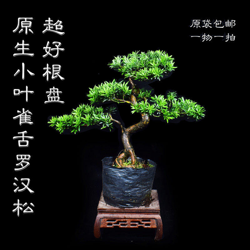 Welcome guest pine bonsai real tree living room Green Planting Pendulum with light extravaganza High-end Potted Plant Large mansion high-end Zen Serve