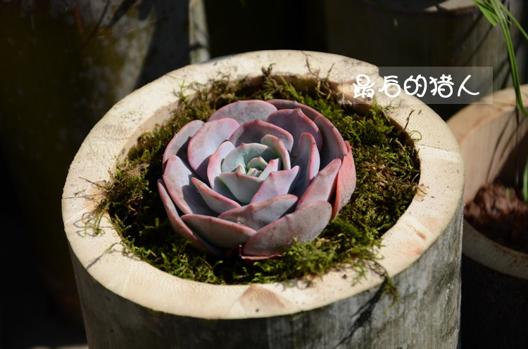 Chậu hoa tre, chậu hoa thịt, tre già tươi, ống tre, chậu hoa, bình hoa, bình hoa - Vase / Bồn hoa & Kệ giỏ sắt treo chậu hoa ban công