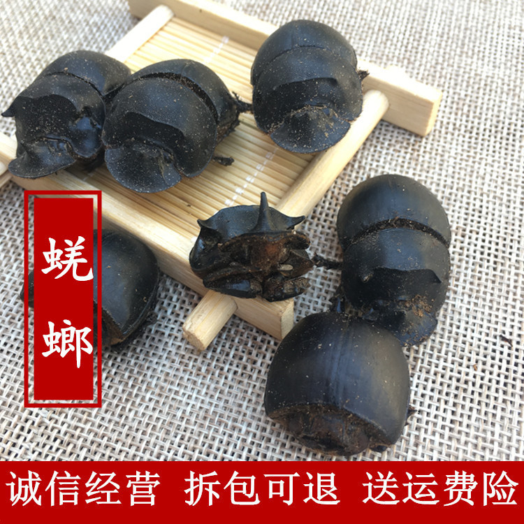 Shit Shell Groom Saints Beetle Pushing Dung Beetle 50 gr Great General Worms Iron Beetle Dung Beetle Dung Beetle New Dry Goods