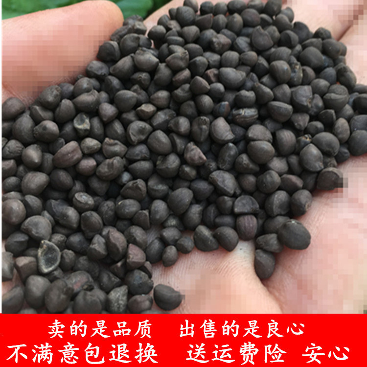 Heichou fried black morning glory bell flower son morning glory seed 500g raw black ugly kernel two ugly powder non-white ugly Chinese herbal medicine