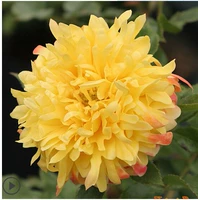 Пожарные волны в саженцах