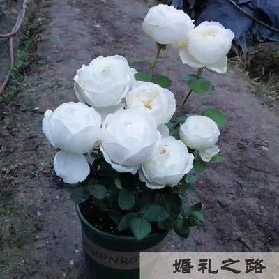 Четыре сезона Открытые розы, большие цветы, саженцы розы