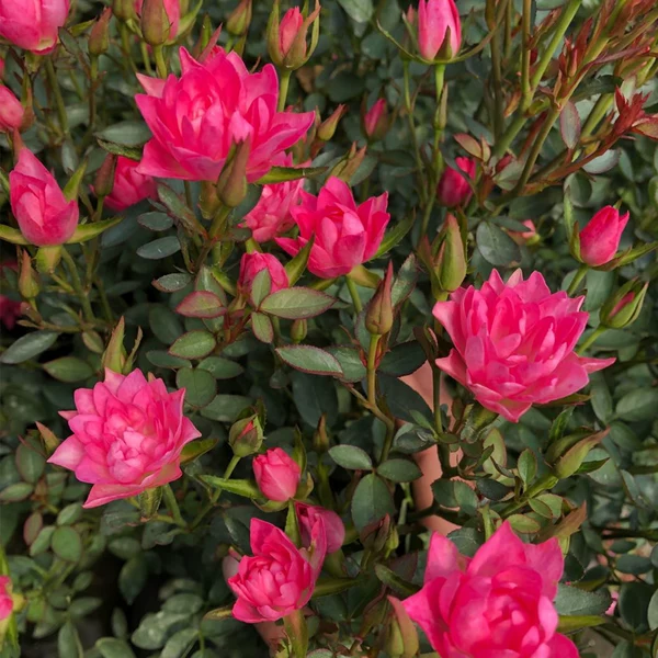 Товары от 菲之馨88