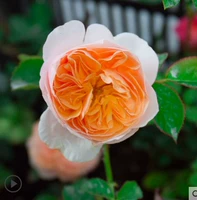 Джульетта Чжунмияо