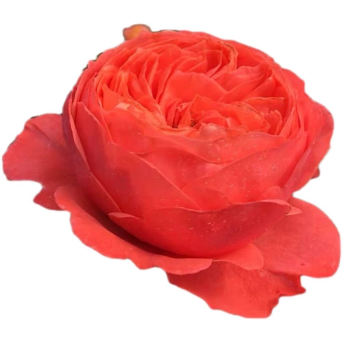 Firebird Новые продукты, расположенные на болезнях четыре сезона.