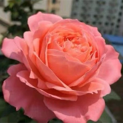 Firebird Новые продукты, расположенные на болезнях четыре сезона.