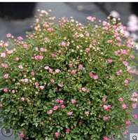 Ультра -Вайажими