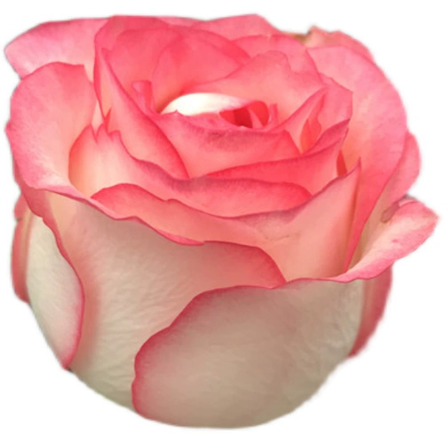 Розовый цветок Мяо Эша Фуки Большой Цветок Резать розовую горшеку