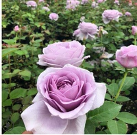 Синий шторм