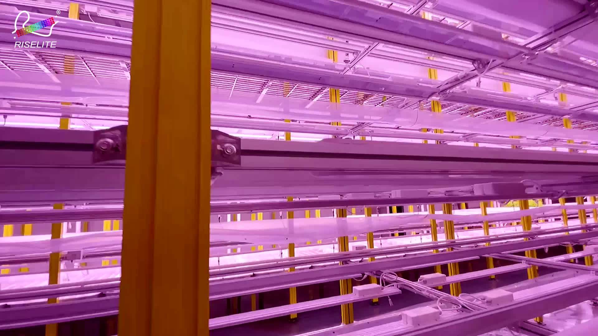 Hydroponic Greenhouse Indoor Plant Vertical Growing Systems Hydroponic