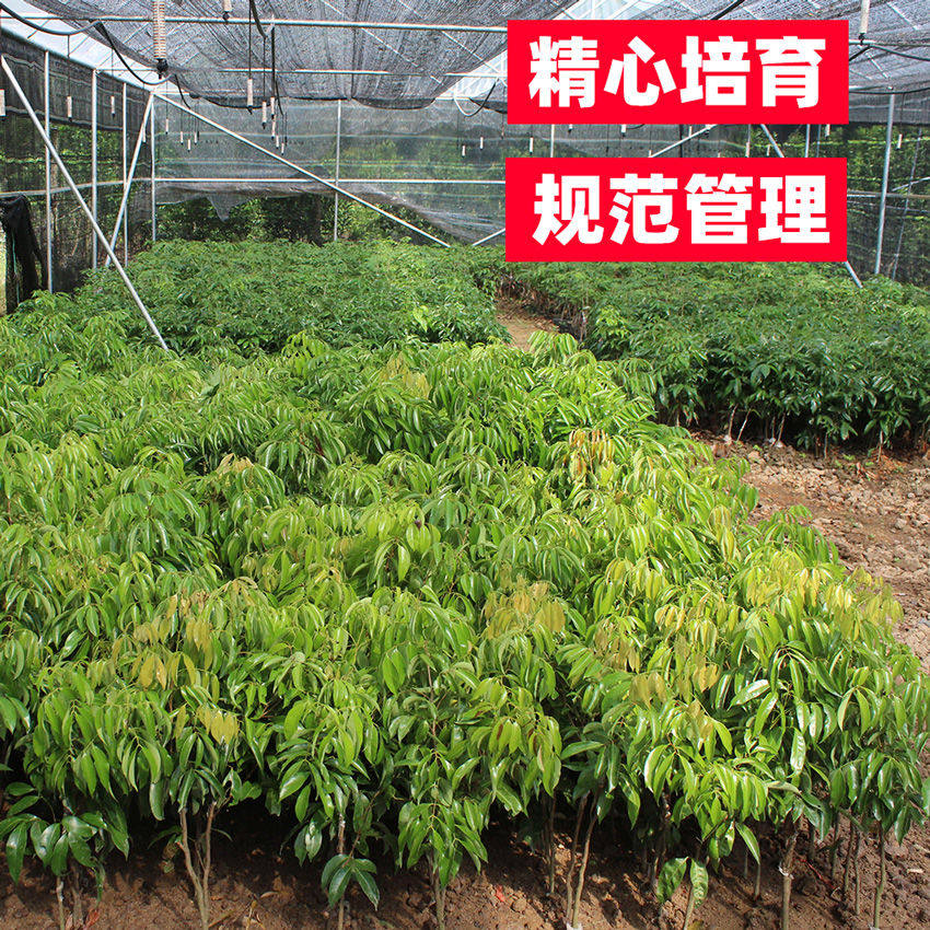 叶丰果苗批发零售