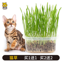 Cat Grass Seed Nutritional Earth Petting Potted Cat Mint Cat Snacking Hair Balm Hair Cream Cat Grass Seed Planting Suit