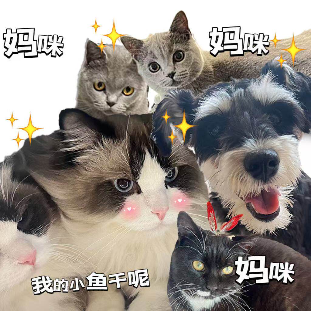 三月是只猫